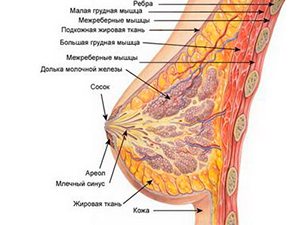 Увеличение груди в Алматы